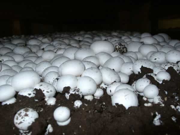 Fresh mushroom/Button Mushroom