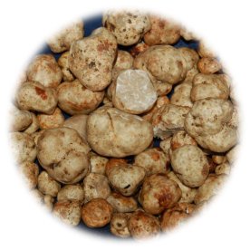 Oregon White Truffle