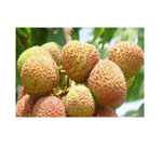 lychee