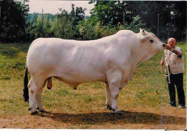 Cattle, semen and embryo's By Marchigiana breeding Rijken, Netherlands