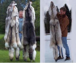 Fur Pelts Mink, Sable, Fox, Chinchilla Beaver, Coyote, Raccoon etc.