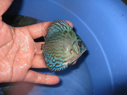 Discus fish