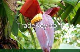 Fresh Raw Banana Fruit Flower