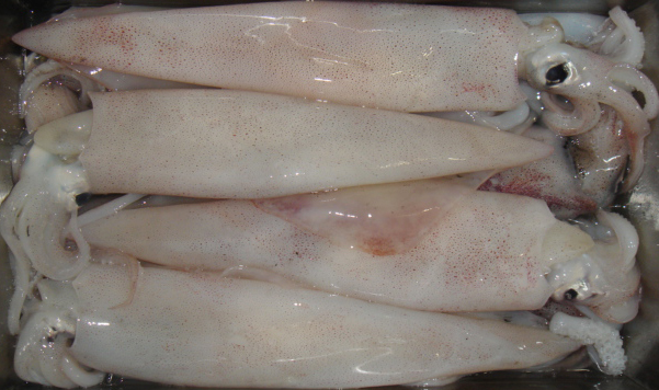 Loligo Chinensis Squid