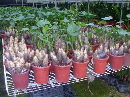 Alocasia Cucullata (Taiwanese Taro)