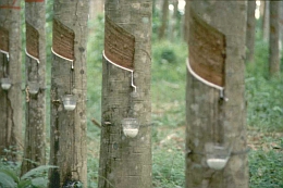 Thai Natural Rubber