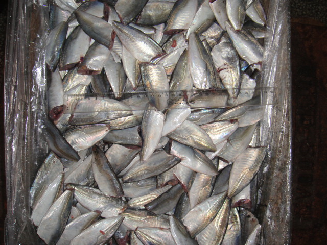 horse mackerel HGT