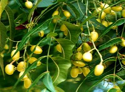 Neem Oil