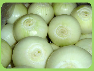 Fresh white Onion