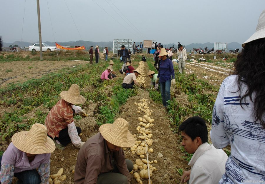 fresh potatoes, carrot, ginger, food ingredients, food raw materials