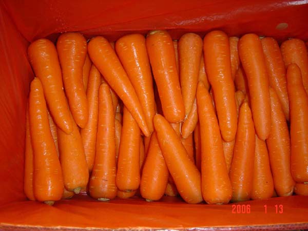 carrot