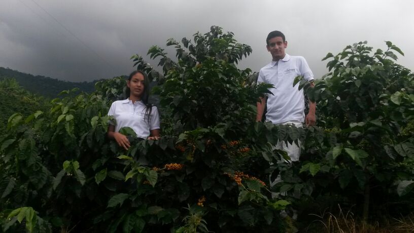 Arabica Coffee Beans from Colombia