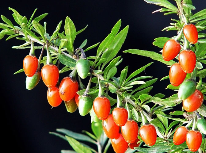 Goji (wolfberry) dry fruit