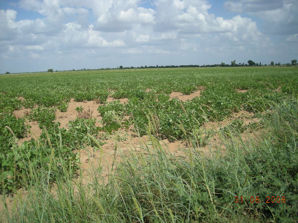 20000 acre land for jatropha seed cultivetion