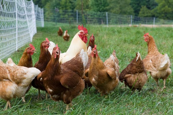 Guttenberg Farms Chickens