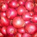 Fresh red onion