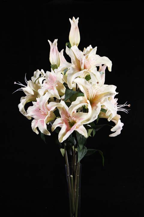 Casablanca Lily