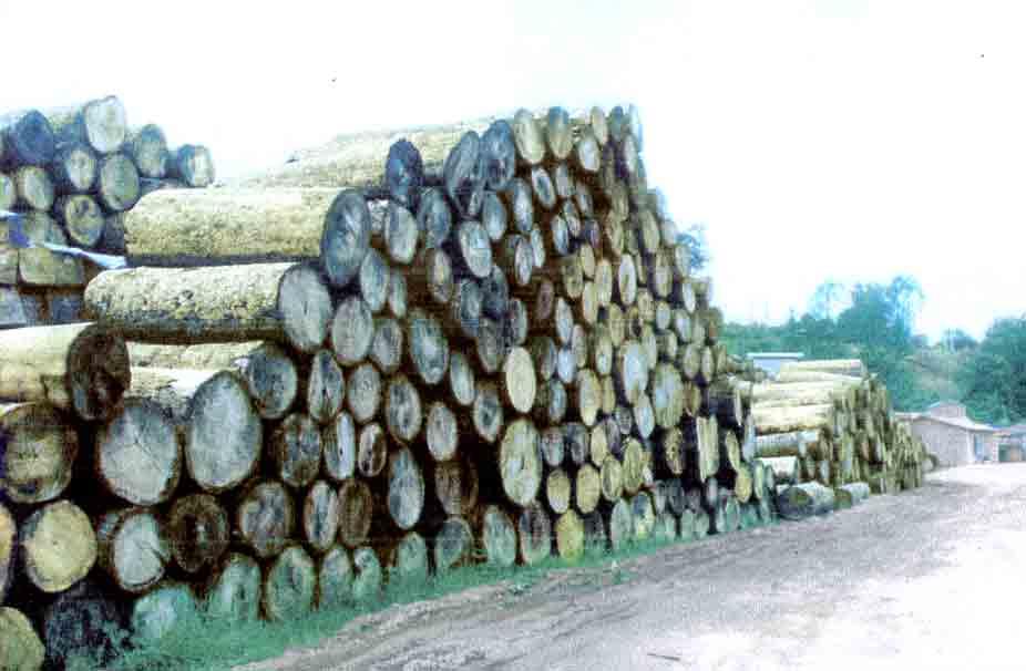 TEAK ROUND AND SQUARE LOGS