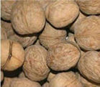 Walnut