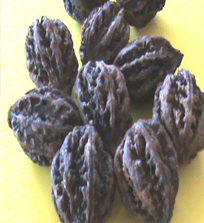 walnut1