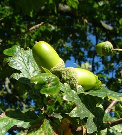 acorn nuts that is fruit of oak tree