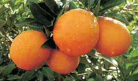 navel orange