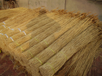 water reed bundle