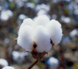 Raw cotton bales