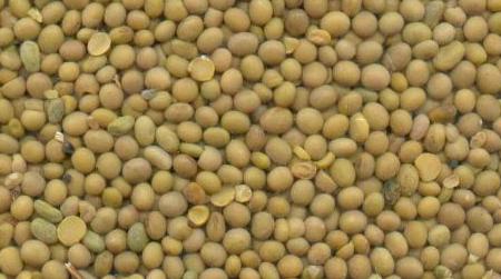 Soybeans (Transgenic - GMO ) from Southern Brazil