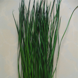 Malian Grass