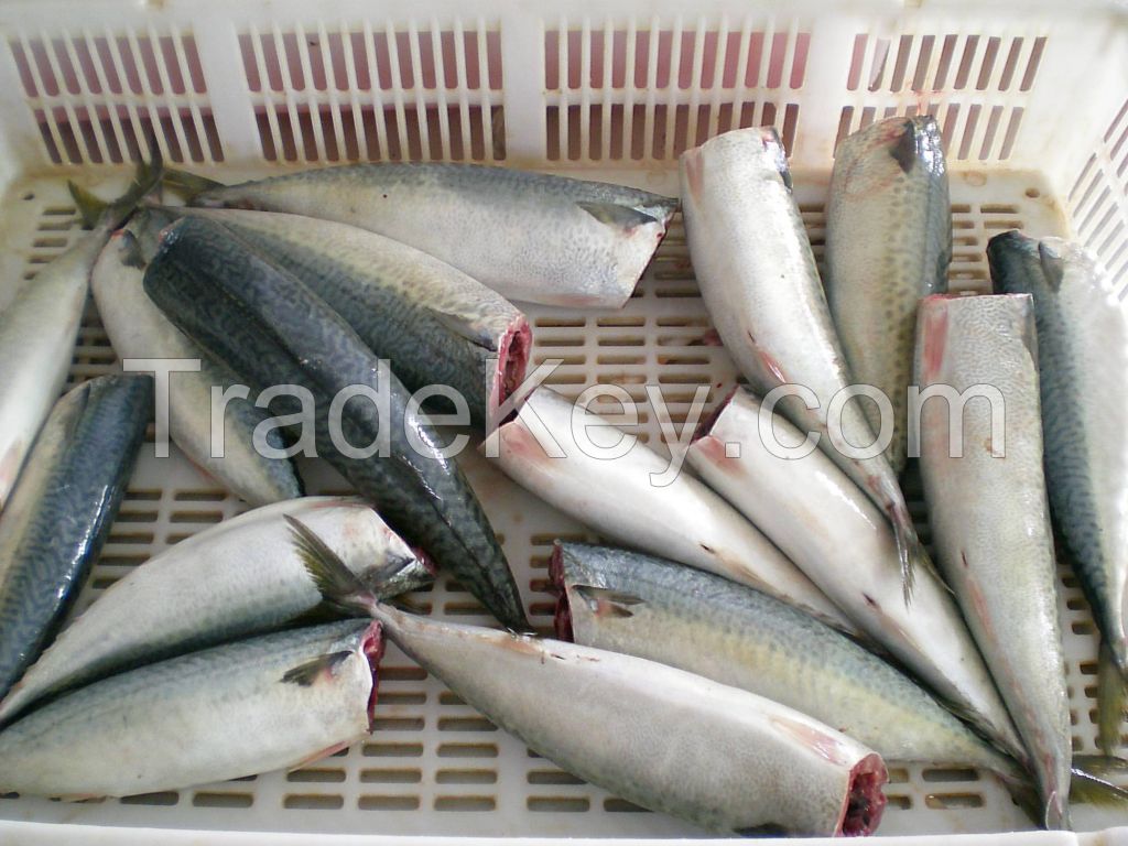 2024 new catching fresh frozen mackerel HGT cheap price high quality