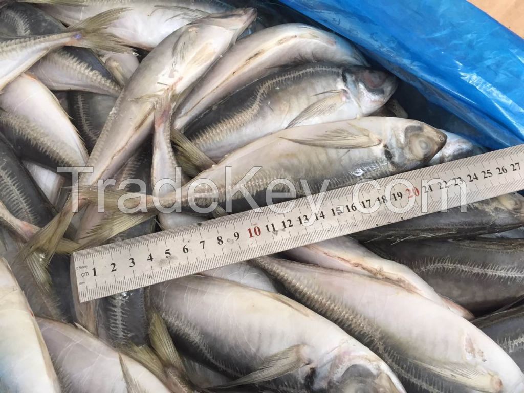 new stock frozen horse mackerel cheap price high quality