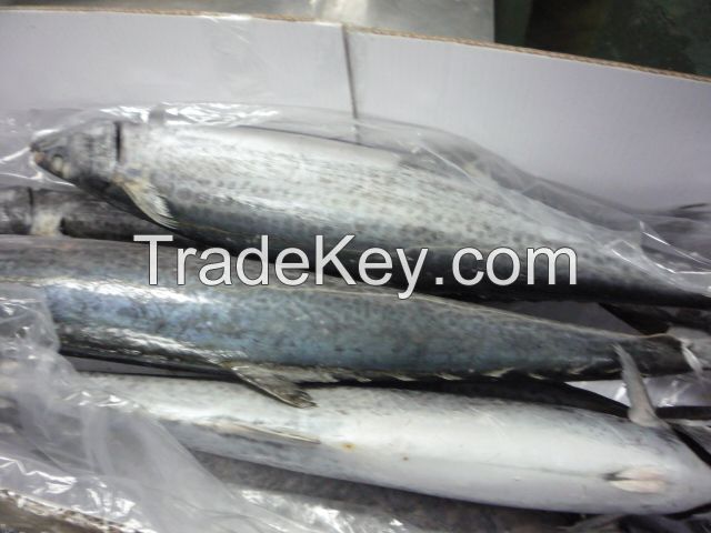 fresh frozen spanish mackerel king mackerel for sale