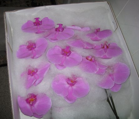 Fresh orchid cut flower