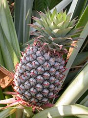 Bromelain