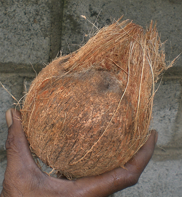 Tuffted Nuts  [Fresh Coconuts]