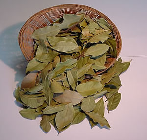 Sell laurel (bay) leaves