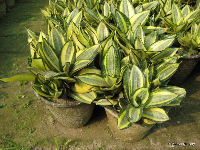 Decorative/Ornamental Plants