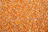 Maize | Maize Exporter | Corn Grain Seller | Maize Buyer | Bulk Maize Grain Importer | Corn bean Buyer | Corn bean Wholesaler | Corn Grain Manufacturer | Best Quality Corn Grain | Cheap Maize Supplier | Low Price Corn | Yellow Corn | White Cron | Baby Mai