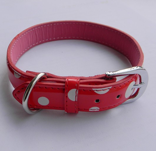 Colourful Dog collar