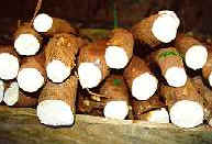 Organic Cassava - Manioc