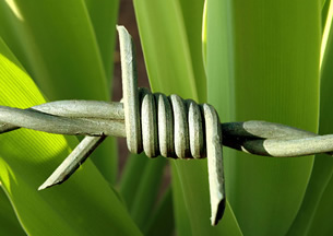 barbed wire