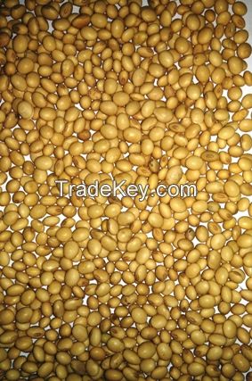 Soybean