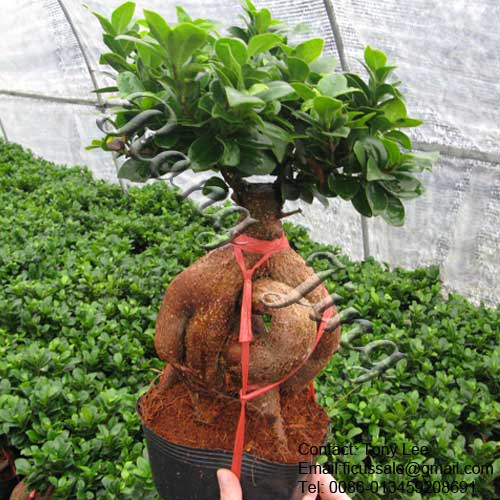 Ginseng Ficus microcarpa