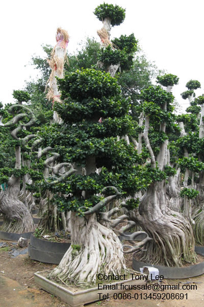 Aerial Root Ficus Bonsai