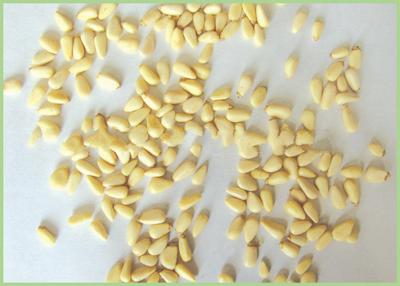 Pine Nuts Kernel