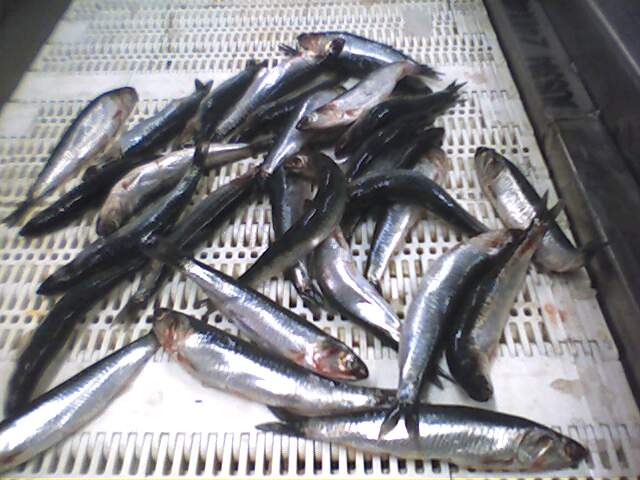 anchovies IQF