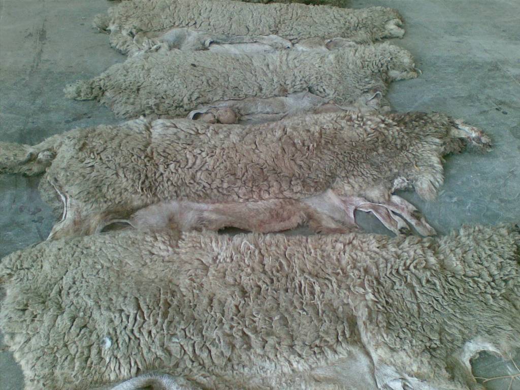 Spanish Sheep Skin