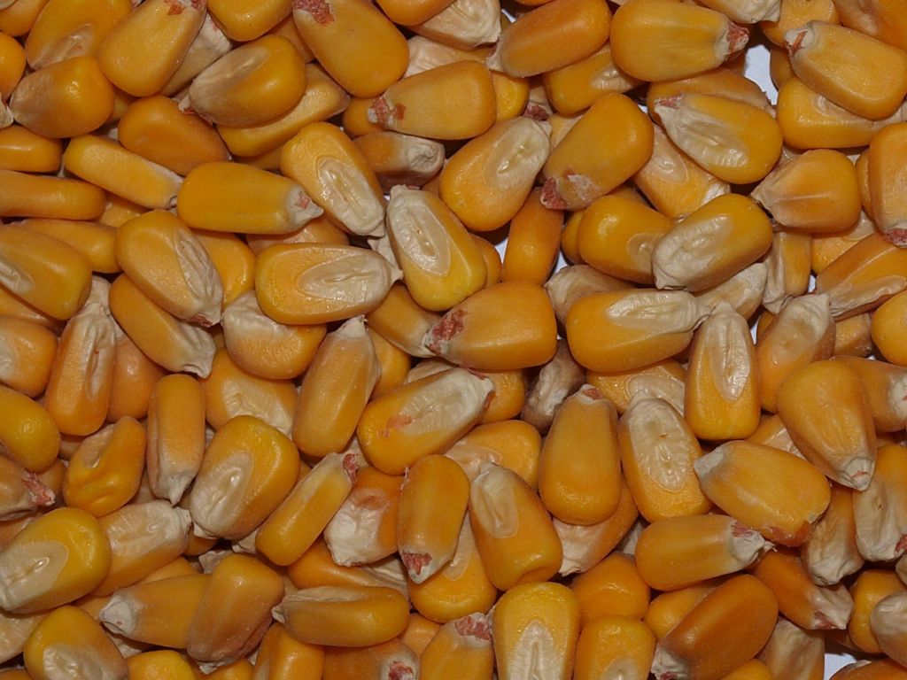 gmo waxy corn importers,gmo waxy corn buyers,gmo waxy corn importer,buy gmo waxy corn,gmo waxy corn buyer,