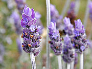 Lavender Oil